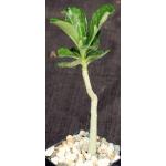 Adenium obesum cv Merrylynns White 2-inch pots