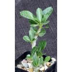 Adenium obesum cv Merrylynns White 2-inch pots