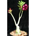 Adenium obesum cv Purple MAHALAP Double-Purple 6-inch pots