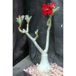 Adenium obesum cv Tropica Double-Red 86 6-inch pots