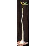Adenium obesum (purple) one-gallon pots Adenium obesum (purple) one-gallon pots