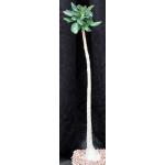 Adenium socotranum one-gallon pots