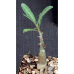 Adenium swazicum 3-inch pots
