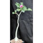 Adenium swazicum one-gallon pots