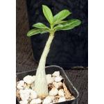 Adenium obesum 2-inch pots