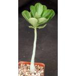 Adenium obesum 4-inch pots