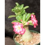 Adenium obesum cv Tropica Double-Obesum 21 6-inch pots