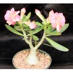 Adenium obesum cv Tropica Double-Pink 45 6-inch pots