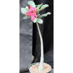 Adenium obesum cv Tropica 819x1049 6-inch pots