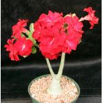Adenium obesum cv Tropica Double-Red 86 6-inch pots