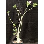 Adenium cv Karla x crispum 2-gallon pots