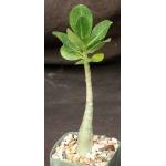 Adenium arabicum cv Black Giant x self 4-inch pots