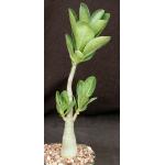 Adenium arabicum cv Fat Guy x self 5-inch pots