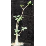 Adenium arabicum cv Fat Guy x self 8-inch pots