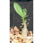 Adenium arabicum cv Hansote Dwarf 2-inch pots