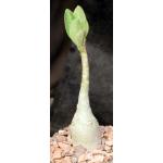 Adenium arabicum (Shada form) 5-inch pots