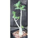 Adenium arabicum cv Black Giant x self one-gallon pots