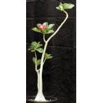 Adenium arabicum (red) 8-inch pots