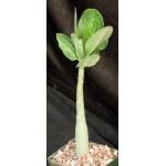 Adenium arabicum (Shada form) 4-inch pots