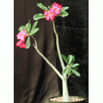 Adenium arabicum x obesum 8-inch pots
