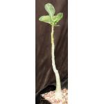 Adenium boehmianum 5-inch pots