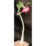 Adenium crispum x obesum one-gallon pots
