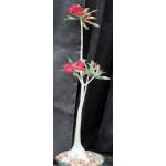Adenium crispum x arabicum 8-inch pots