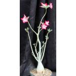 Adenium crispum x obesum 8-inch pots