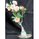 Adenium obesum cv Tropica Ablaze 6-inch pots