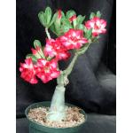Adenium obesum cv Tropica 154 6-inch pots