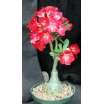 Adenium obesum cv Tropica 164 6-inch pots