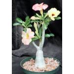 Adenium obesum cv Tropica 302 6-inch pots