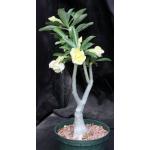Adenium obesum cv Tropica 222 6-inch pots
