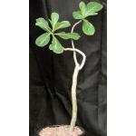 Adenium cv Arabian Ruby 2-gallon pots