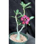 Adenium obesum cv Tropica 149 6-inch pots