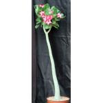Adenium cv 8815 12-inch pots
