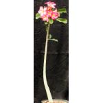 Adenium cv Pink Elephant (MAD 923) 8-inch pots