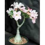 Adenium obesum cv Tropica 103 6-inch pots