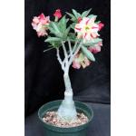 Adenium obesum cv Tropica CF-25 6-inch pots