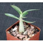 Adenium multiflorum 3-inch pots