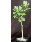 Adenium obesum cv Merrylynns White one-gallon pots