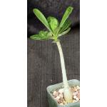 Adenium obesum (Mt. Kilimanjaro) 2-inch pots