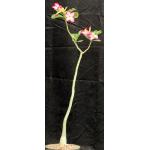 Adenium obesum 8-inch pots