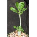 Adenium obesum cv Grumbleys White 4-inch pots