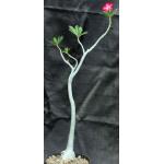 Adenium obesum (red) 8-inch pots
