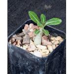 Adenium obesum cv Black Ruby x self  2-inch pots