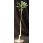 Adenium socotranum one-gallon pots