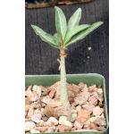 Adenium somalense var. crispum 4-inch pots