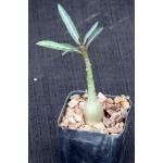 Adenium somalense 2-inch pots
