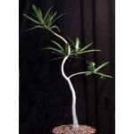 Adenium somalense var. crispum 8-inch pots